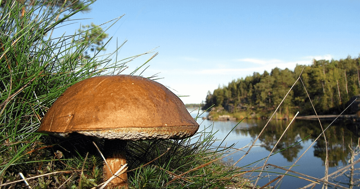 Atlantic Council nimeää Suomen – mutta ei FCAI:ta