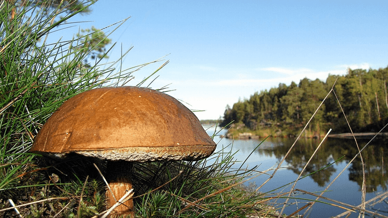 Atlantic Council nimeää Suomen – mutta ei FCAI:ta