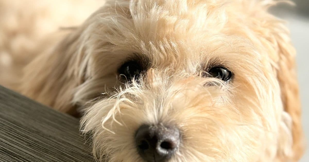 Momo-koira, cavapoo-pelisuunnittelija